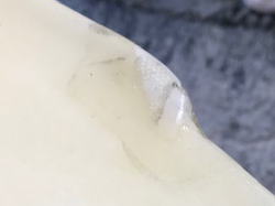 �|���G�X�e�� �E�B���O �f�B�b�N�o���X�g���[���� 1_2